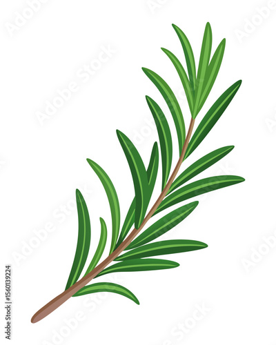 vector of a rosemary herb sprig with needle-like leaves and stem detail, isolated on white background
