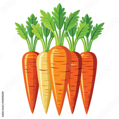 Carrot on white background