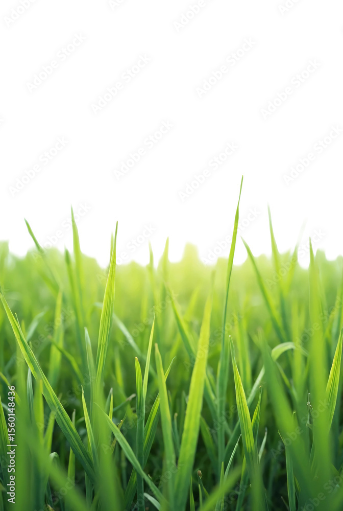 Obraz premium Lovely meadow steps. Background material. Graphic material. Pre-cropped. Park. Garden. Lawn.