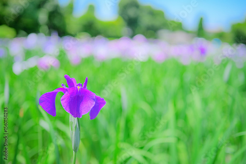 花菖蒲の花が咲く日本の風景