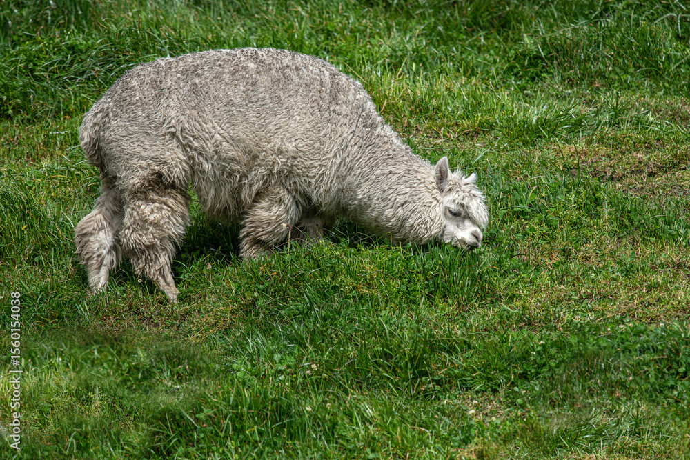 Obraz premium Huacaya alpaca (Vicugna pacos) in the meadow. It is one of the two main species of domestic alpacas, the other being the Suri alpaca.