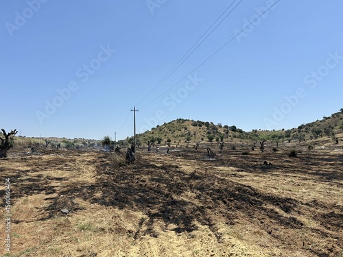 The land after a recent olive grove fire. Dead trees, bare mountains with burnt tree trunks. Roads run along burnt hillsides. Forest fire site, Mediterranean landscape after the disaster. Italy.