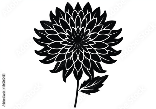Chrysanthemum	silhouette on white background