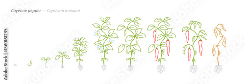 Cayenne Pepper Growth Stages Vector Illustration with Accurate Botanical Detail for Agricultural and Crop Input Planning