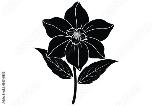 Hellebore flower silhouette on white background