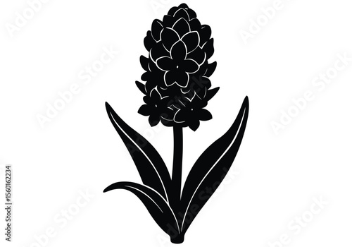 Hyacinth flower silhouette on white background