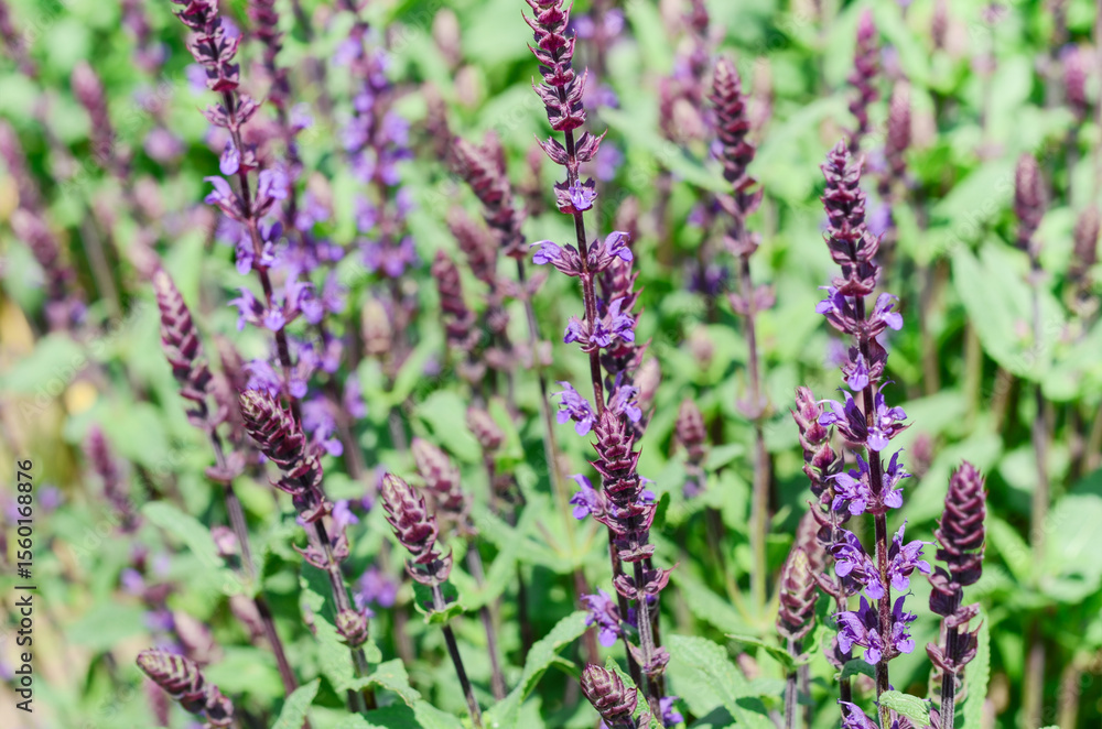 Obraz premium Vibrant purple salvia flowers blooming in a lush green garden, showcasing delicate petals and rich foliage in a sunny environment