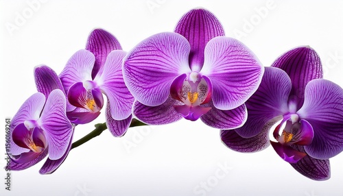 elegant purple orchids isolated on a transparent background