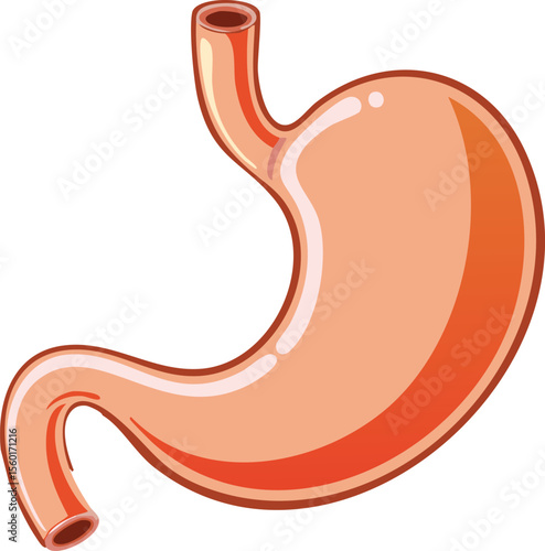 Cartoon illustration of a human stomach, showing its anatomical structure and shape.
