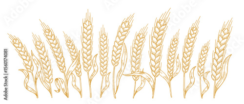 Vector Illustration of Hatched Wheat and Rye Stalks in Hand-Drawn Style for Flour Package Design