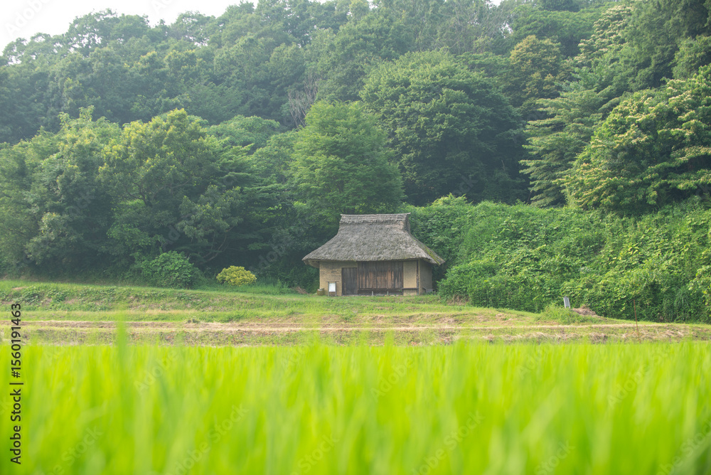Fototapeta premium 田んぼと古い民家