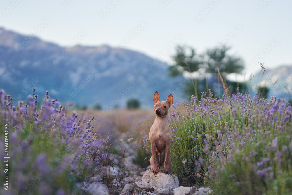 An American Hairless Terrier dog poses on a rocky path surrounded by blooming lavender, set against a serene mountain landscape. An American Hairless Terrier dog poses on a rocky path surrounded by blooming lavender, set against a serene mountain landscape.