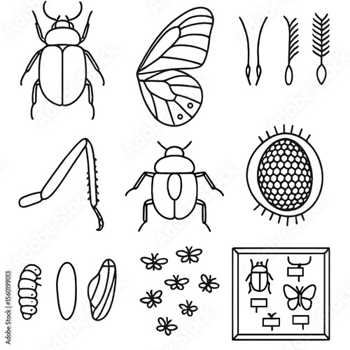 Insect Systematics Icons. Outline style icons of Insect Systematics: beetle silhouette, butterfly wing pattern, antenna types, leg