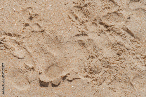 Papier peint Pegadas na areia