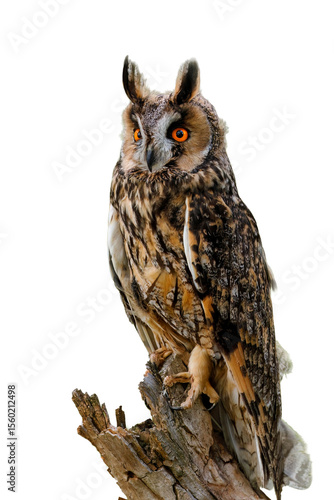 Portrait of owl. Long-eared owl, Asio otus, perched on rotten stump isolated on white background. Detail of beautiful owl with big orange eyes. Wildlife nature. Wild bird of prey camouflage.