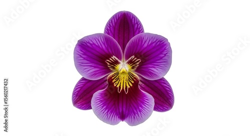 purple orchid isolated on white background