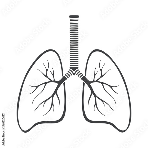 Lungs flat line icon. Vector thin pictogram of human internal organ, outline illustration.