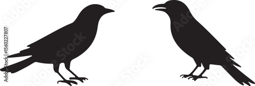 bird, sparrow, robin, eagle, hawk, pigeon, dove, flamingo, parrot, peacock, canary, stork, crow, raven, finch,