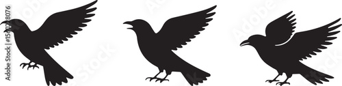 bird, sparrow, robin, eagle, hawk, pigeon, dove, flamingo, parrot, peacock, canary, stork, crow, raven, finch,