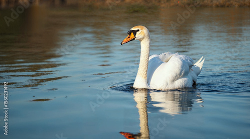 Swan gliding on mirror-like lake surface