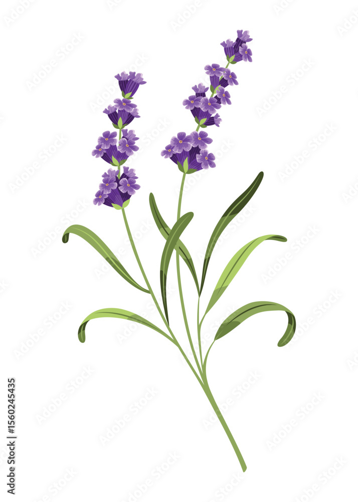 Obraz premium Lavender. Vector illustration of lavender, Provence flowers on a white background. Element from lavender flowers