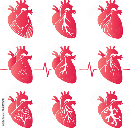 Anatomical heart illustrations with internal details and pulse lines anatomy medical