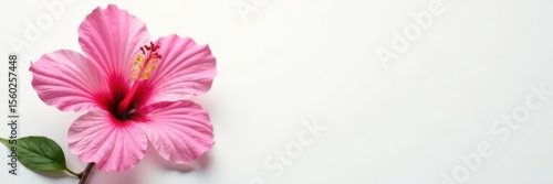 Delicate pink hibiscus blossom, vibrant petals, white backdrop, nature, flora