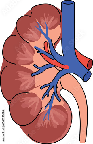 Human kidney anatomy vector showing renal blood vessels and urinary system parts detailed medical illustration