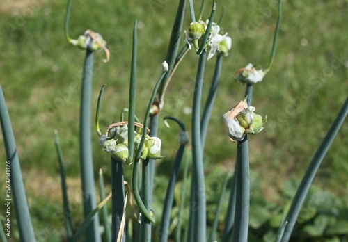 Detail of Egyptian walking onion tops in the garden. Perenial multi-tiered onion known as Allium poliferum or Allium cepa.