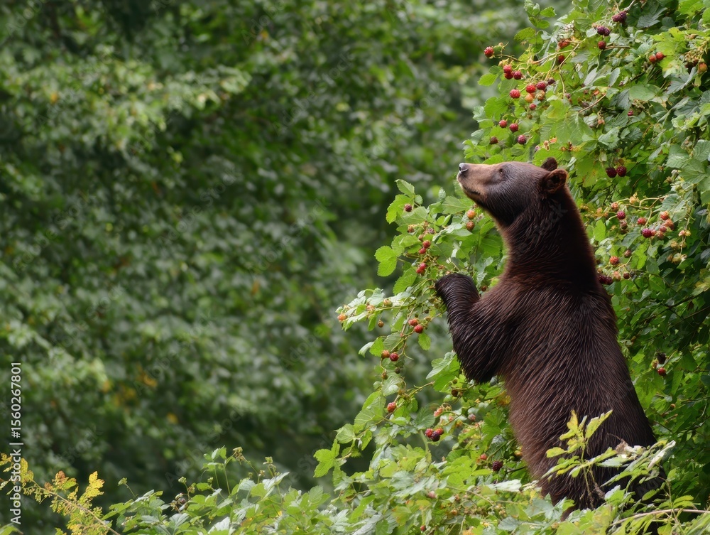 Fototapeta premium Brown Bear Standing on Hind Legs Among Lush Greenery and Berries