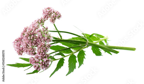 Valerian flowers isolated on white background. Valeriana officinalis. Medicinal herbs.