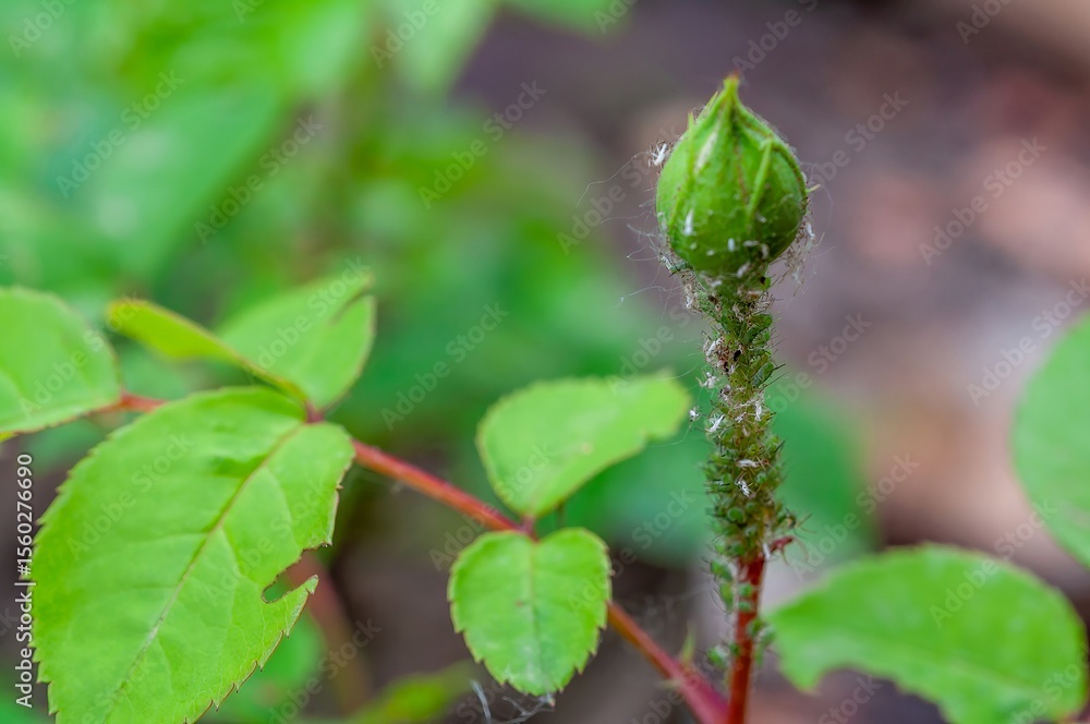 Fototapeta premium A rose bud infested with aphids, showcasing nature's intricate details and pest problems.