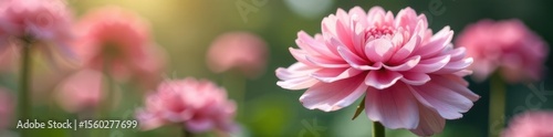 Clusters of pink and white ranunculus, soft focus , macro, elegant, petals