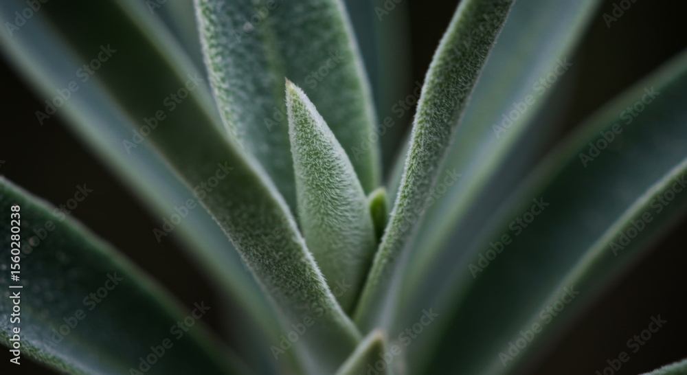 Close Up of Green Succulent Plant with Detailed Texture Close Up of Green Succulent Plant with Detailed Texture