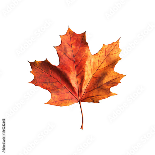 Wallpaper Mural Maple leaf in autumn colors (red, orange, yellow), floating, transparent background. Torontodigital.ca