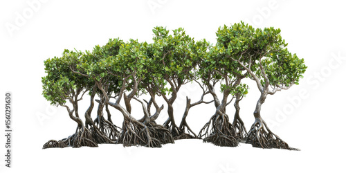 Mangrove Trees With Exposed Roots. Coastal Ecosystem And Biodiversity Isolated On Transparent Background
