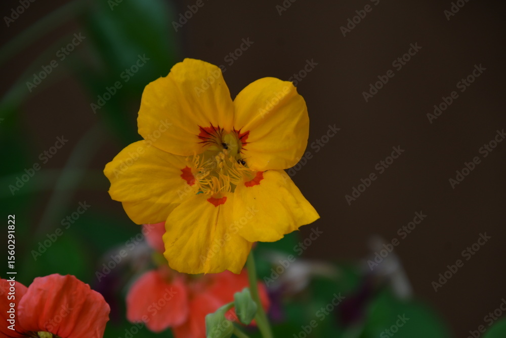 Fototapeta premium 꽃