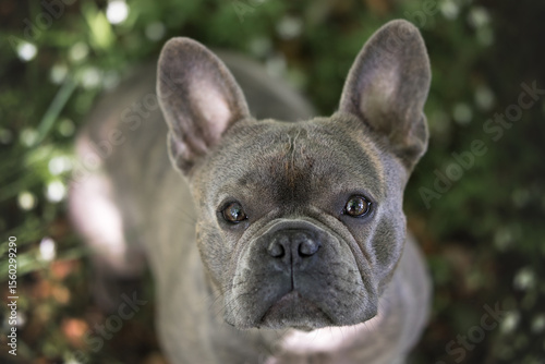 Portrait of a French Bulldog looking up into the camera