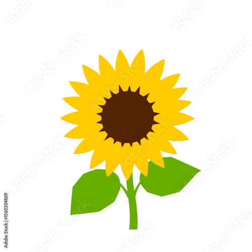 Bright yellow sunflower with green leaves isolated on white background