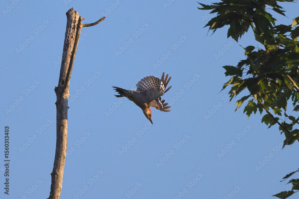 Fototapeta premium Red bellied woodpecker flying off dead tree against blue sky. 
