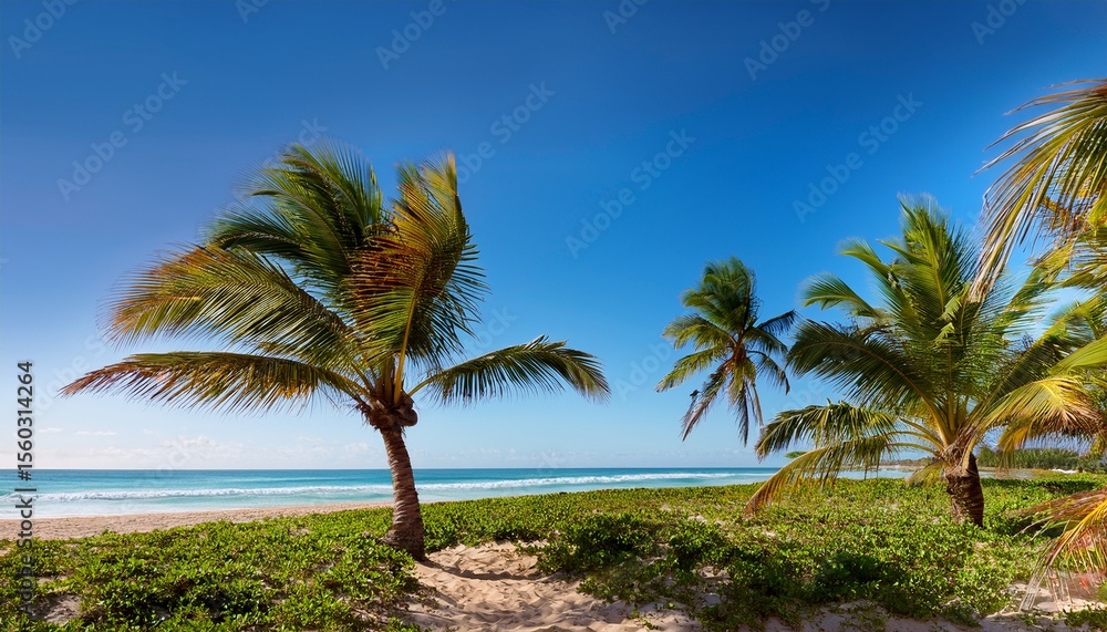 Obraz premium coconut trees next to the beach at the atlantic ocean