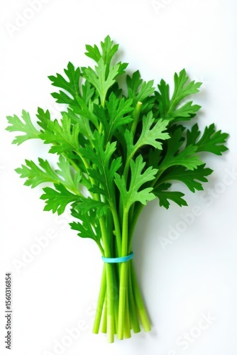 Vibrant green dill bunch, fresh leaves, white backdrop, white background, bunch, garden herb