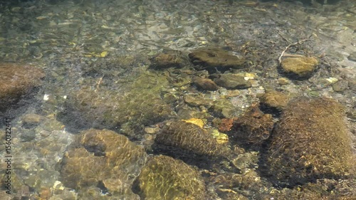 A stream and freshwater fish in a valley in the Kurecik region of Akcadag district of Malatya province, Turkey