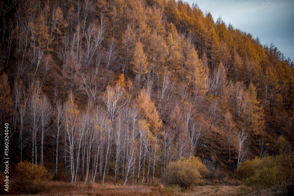 Fototapeta premium Birch forest in autumn in Arxan, Inner Mongolia, China