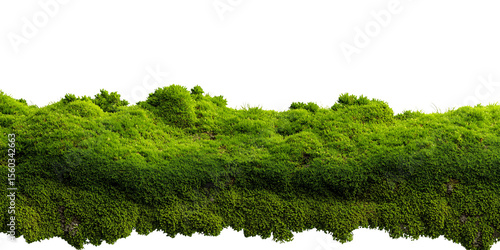 Lush green moss growing on a surface with a black background, creating a natural texture and organic element for design and decoration Concept of nature, growth, and environment
