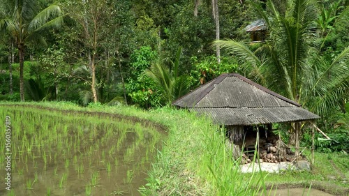 A picturesque and serene rice field landscape, featuring a charming traditional hut