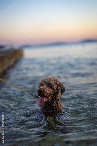 cute labradoodle in the Adriatic Sea