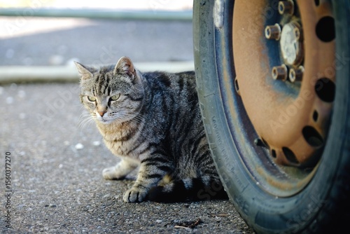 Young stray cat hiding in the junkyard. Horizontal image with selective focus. 