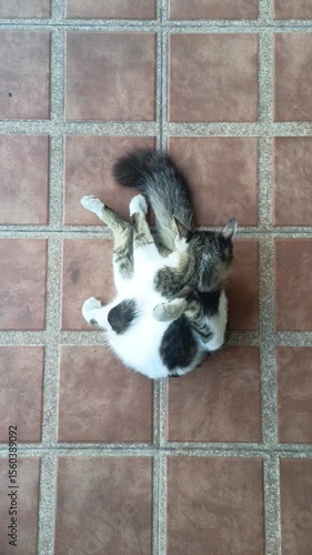 A cat licking its fur to clean itself. Video taken in portrait mode