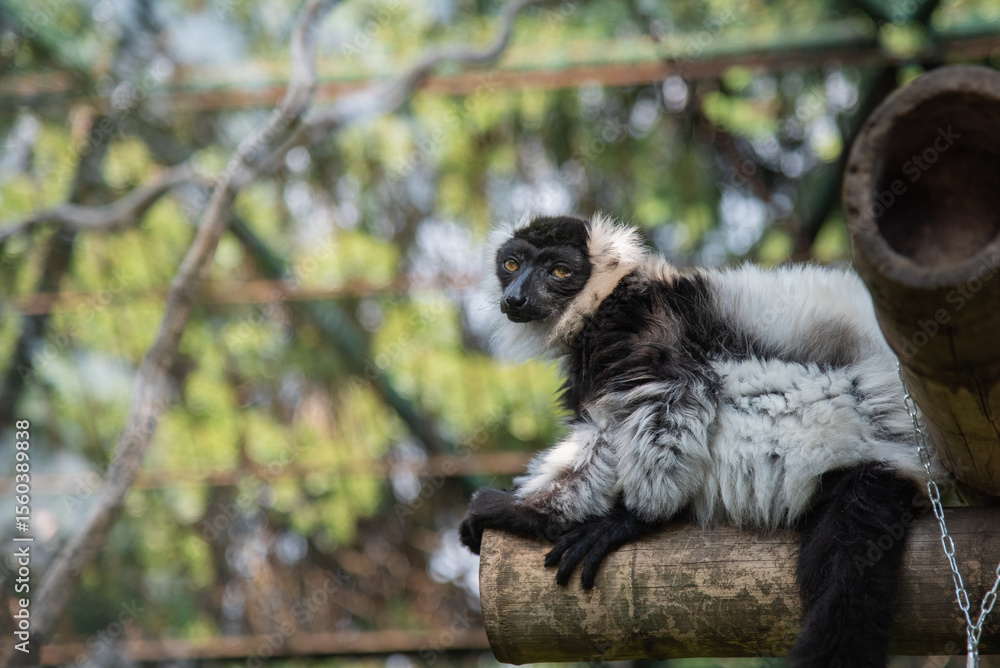 Obraz premium lemur on tree